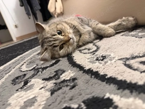 Britische Langhaar abzugeben   