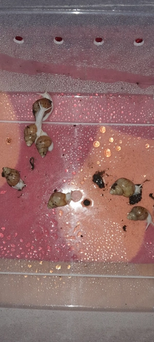 lissaachatina fulica 