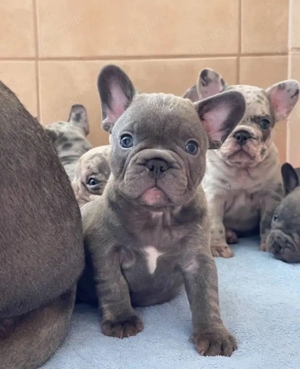 Französische Bulldogge welpen