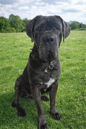 Cane Corso 