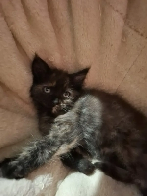 Zuckersüße Maine Coon Kitten 