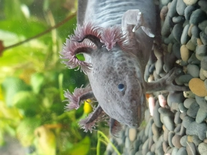Axolotl Männchen 