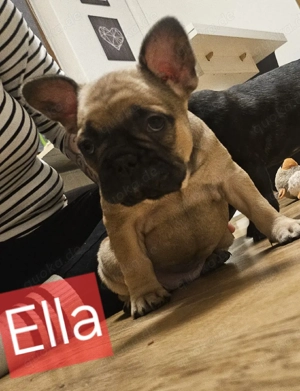 2 von 7 Franz.Bulldogge