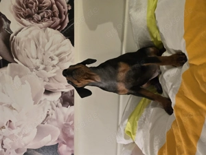 Zwergpinscher Welpen