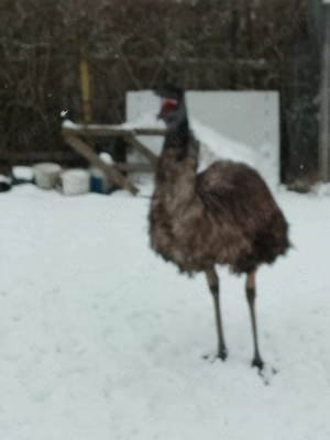 Zuchtpaar Emus blutsfremd DNA bestimmt  Bild 2