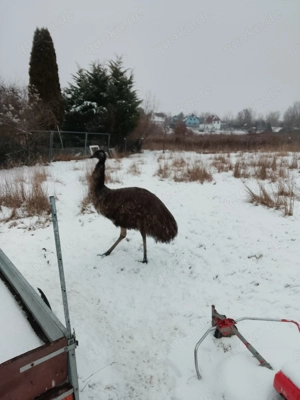 Zuchtpaar Emus blutsfremd DNA bestimmt  Bild 3