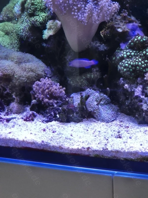 Meerwasser Aquarium Redsea Reefer 350 mit allem was man braucht  Bild 8