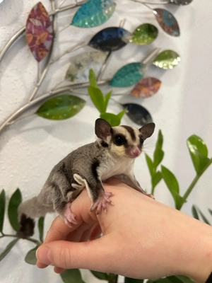 Sugar Glider   Flughörnchen   Eichhörnchen 