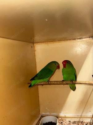 Taranta Bergpapageienpärchen