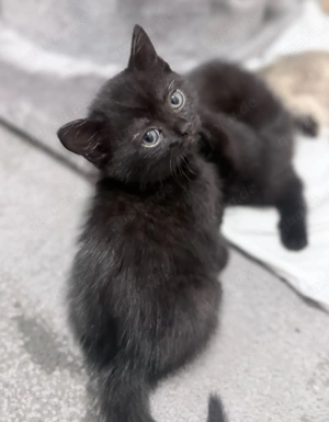 BKH-Kater schwarz