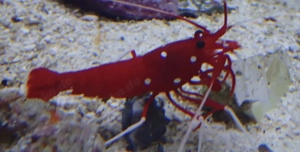 Meerwasser Aquarium Redsea Reefer 350 mit allem was man braucht  Bild 10