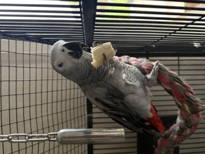 Graupapagei Weibchen abzugeben   sehr handzahm & sprachbegabt