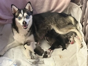  süsse pomsky welpen 