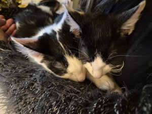 Binx & Zeus - Verspieltes Katzenpärchen sucht spannendes Zuhause Bild 6