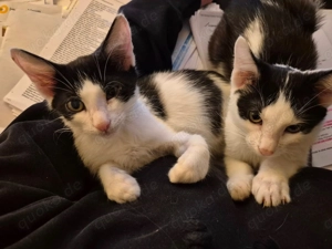 Binx & Zeus - Verspieltes Katzenpärchen sucht spannendes Zuhause Bild 3