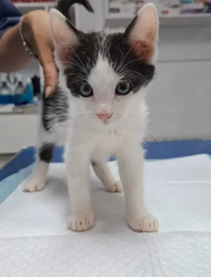 Binx & Zeus - Verspieltes Katzenpärchen sucht spannendes Zuhause Bild 9