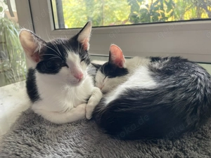 Binx & Zeus - Verspieltes Katzenpärchen sucht spannendes Zuhause Bild 8