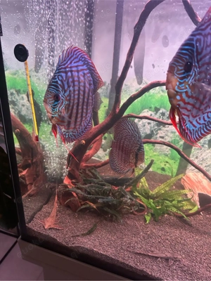 Diskus gruppe  Bild 3