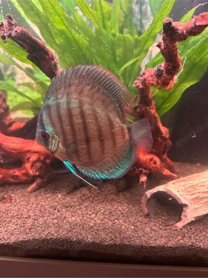 Diskus gruppe  Bild 5