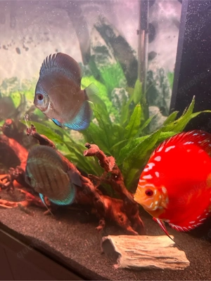 Diskus gruppe  Bild 2