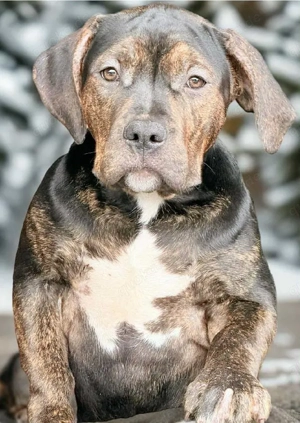 American Bully XL - Black Trindle 