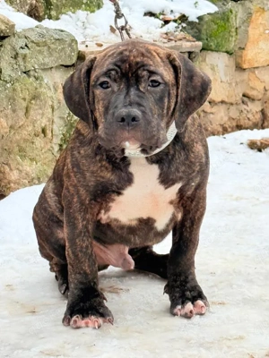 American Bully XL - Brindle 