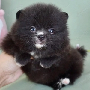 Pomeranian-Welpe verfügbar