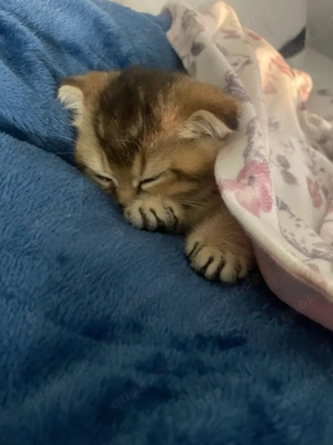 süßes katzenbaby sucht liebevolles zuhause 