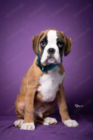 Deutsche Boxerwelpen der Spitzenklasse