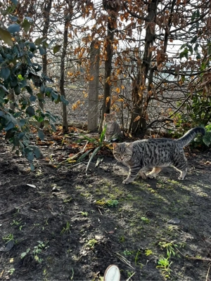 Katzen, Hofkatzen, Hauskatzen  Bild 2