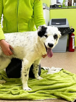 Candy sucht ihre Menschen