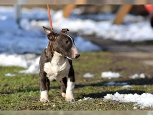 Schokoträger Miniatur Bullterrier Welpen mit Ahnentafel