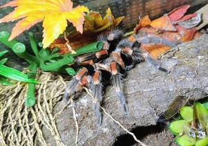 Brachypelma Auratum ( Männchen)