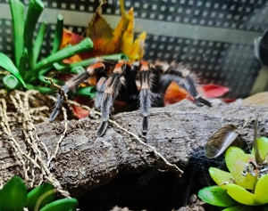 Brachypelma Auratum ( Männchen) Bild 2