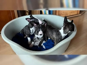 Miniatur Bullterrier Welpen