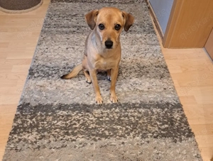 liebevolles Hundemädchen sucht ebenso liebevolle Familie 