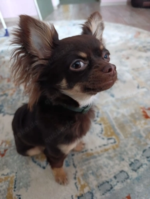 Chihuahua Rüde reinrassig sucht Deckerfahrung 