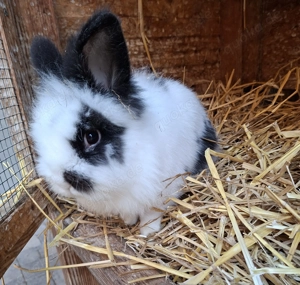  zuckersüßes Kaninchen, knapp 2 Jahre, verschmust