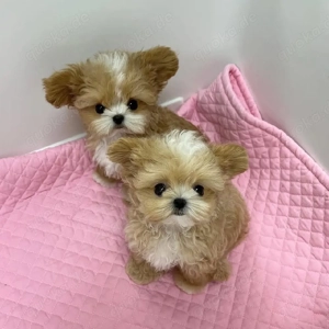 Maltipoo, Welpen suchen neue zu Hause