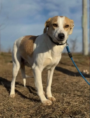 Hundemama Teresa sucht einfühlsames Zuhause