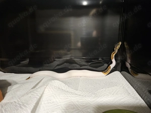 0.1 Chocolate Piebald NZ 2025 Bild 2