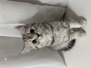 BKH Kitten (männlich) sucht ein neues liebevolles Zuhause