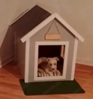 jackrasel Chihuahua mix