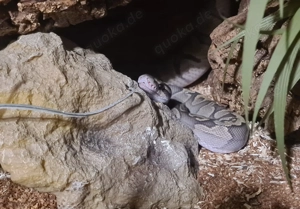 1.0 GHI Hypo Nachzucht 2021 Bild 5