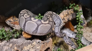 1.0 GHI Hypo NZ 2021