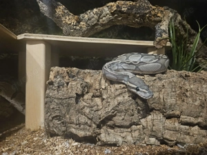 1.0 GHI Hypo Nachzucht 2021 Bild 2