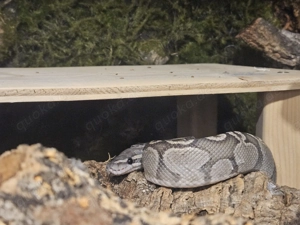 1.0 GHI Hypo Nachzucht 2021 Bild 3