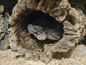 1.0 GHI Hypo Nachzucht 2021 Bild 4