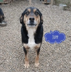 Jupp, zauberhafter und lieber Mischling sucht ein Zuhause
