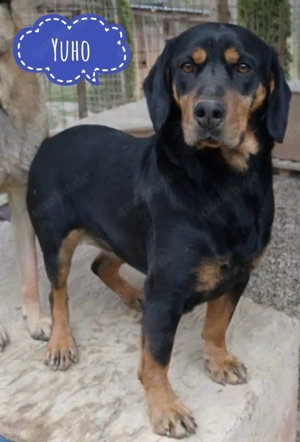 Yuho, junger Dachsbracken Mix sucht sein Zuhause